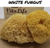 White Fungus